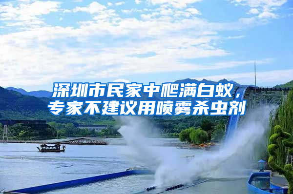 深圳市民家中爬滿白蟻，專家不建議用噴霧殺蟲劑