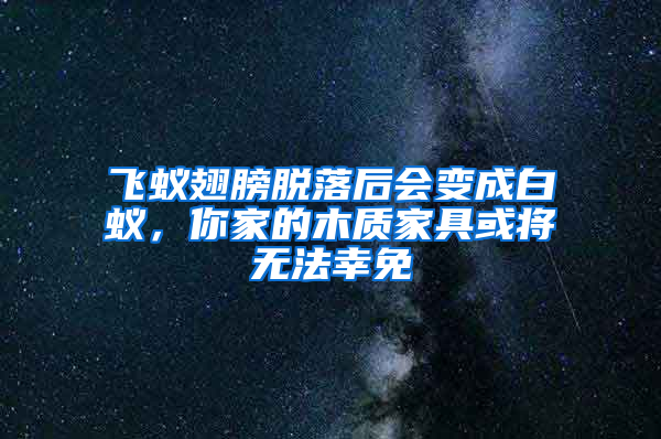 飛蟻翅膀脫落后會變成白蟻，你家的木質家具或將無法幸免